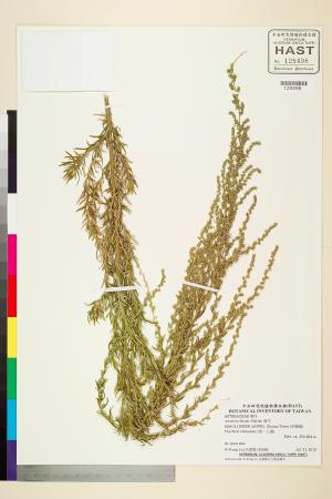 <a href="https://brmas.openmuseum.tw/muse/digi_object/740bfe37573248ab9e3291912e3672c6" target="_blank">濱艾／中央研究院生物多樣性研究博物館植物標本館 (HAST)</a>