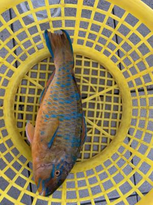 <a href="https://taieol.tw/muse/digi_object/f4589cfe6167f40b3aff9744a58a2da1" target="_blank">藍點鸚哥魚／By：hsiang／iNaturalist</a>