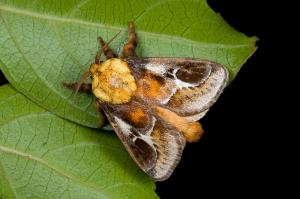 100823 宜蘭 福山植物園 120 閃銀紋刺蛾 Miresa fulgida Wileman, 1910 Male_800ori