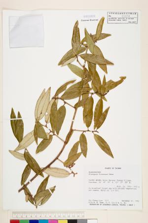 <a href="https://brmas.openmuseum.tw/muse/digi_object/744a3ea4acdf28d883bf44bf13874b85" target="_blank">台灣胡頹子／中央研究院生物多樣性研究博物館植物標本館 (HAST)</a>