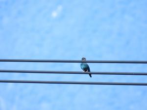 <a href="https://taieol.tw/muse/digi_object/f3a7f05bd348c7655dd856f947ceef44" target="_blank">佛法僧／By：abujudy／iNaturalist</a>