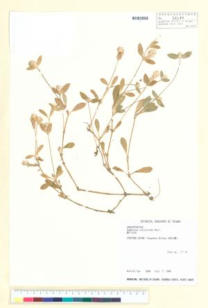 <a href="https://brmas.openmuseum.tw/muse/digi_object/746cd2031062533808d8e9ebf964fe2e" target="_blank">假千日紅／中央研究院生物多樣性研究博物館植物標本館 (HAST)</a>
