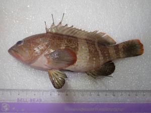 <a href="https://taieol.tw/muse/digi_object/49188a1e87a60078b9ce998084cb3369" target="_blank">青石斑魚／By：sdyaung／iNaturalist</a>