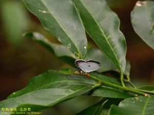 <a href="https://taieol.tw/muse/digi_object/96b0ec80975b663ca6ed542e6eed22d7" target="_blank">黑點灰蝶／By：kinmatsu／iNaturalist</a>