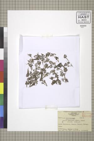 <a href="https://brmas.openmuseum.tw/muse/digi_object/74a4c23c4672d04be5b9b9581429c91c" target="_blank">滿江紅／中央研究院生物多樣性研究博物館植物標本館 (HAST)</a>