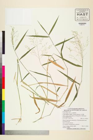 <a href="https://brmas.openmuseum.tw/muse/digi_object/74f0ffddb41b4c24947440e88c8369e4" target="_blank">白花柳葉箬／中央研究院生物多樣性研究博物館植物標本館 (HAST)</a>