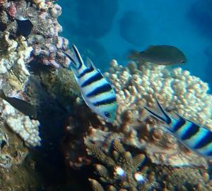 <a href="https://taieol.tw/muse/digi_object/14642a186aae4fc0592d88e30dc17296" target="_blank">六線豆娘魚／By：langzi／iNaturalist</a>