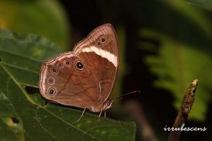 <a href="https://taieol.tw/muse/digi_object/08d96d5c15a872cd3475de723c610e48" target="_blank">臺灣黛眼蝶／By：台灣蝴蝶保育學會／台灣蝴蝶保育學會</a>
