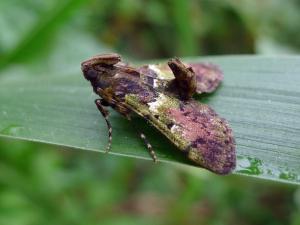 <a href="https://taieol.tw/muse/digi_object/490998e54b1479ed0da3570c777c5009" target="_blank">Teliphasa nubilosa／By：Hsiengan Huang／臺灣物種名錄(TaiCOL)</a>