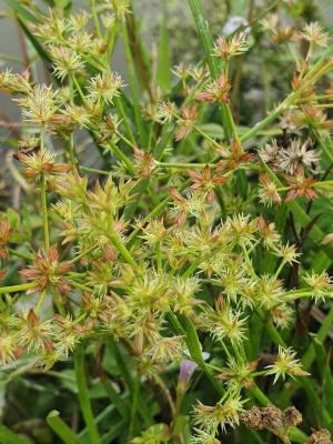 <a href="https://taieol.tw/muse/digi_object/a50a99a471e9f152737d86bbf0fcb5c2" target="_blank">Juncus prismatocarpus／By：linfy66／iNaturalist</a>