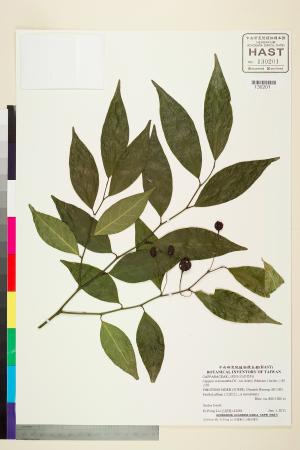 <a href="https://brmas.openmuseum.tw/muse/digi_object/7543afb9235ed4dd164a81bb3b6daf2a" target="_blank">小刺山柑／中央研究院生物多樣性研究博物館植物標本館 (HAST)</a>