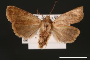 <a href="https://fact.tfri.gov.tw/muse/digi_object/7ef871a4d2f8d6e867a9b6a99735fdd6" target="_blank">Hyalobole taiwanensis／林業試驗所昆蟲標本館</a>