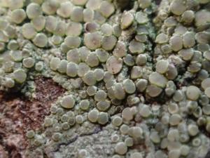 Lecanora leprosa(癩屑茶漬衣)