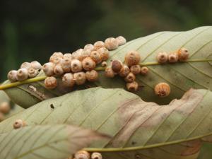 庫伯氏光背癭蜂(無性世代)