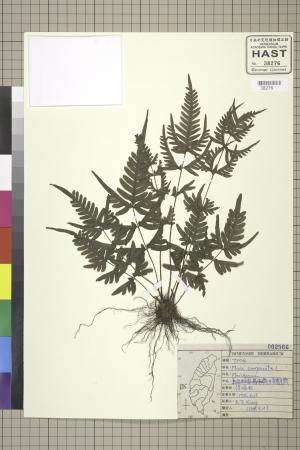 <a href="https://brmas.openmuseum.tw/muse/digi_object/7562c4ef30fc82ffc4d41f2b34be930e" target="_blank">半邊羽裂鳳尾蕨／中央研究院生物多樣性研究博物館植物標本館 (HAST)</a>