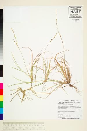 <a href="https://brmas.openmuseum.tw/muse/digi_object/7568d49ac33f6c09999736ea725207f5" target="_blank">宜蘭宿柱薹／中央研究院生物多樣性研究博物館植物標本館 (HAST)</a>