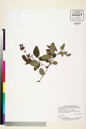 <a href="https://brmas.openmuseum.tw/muse/digi_object/756d849bc133cbb9335ea8ea5998dca7" target="_blank">台灣黃鱔藤／中央研究院生物多樣性研究博物館植物標本館 (HAST)</a>