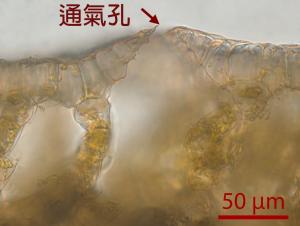<a href="https://taieol.tw/muse/digi_object/b0eb1a4e1fbea4af163e2926cf5852ff" target="_blank">日本紫背蘚／By：姚奎宇／太魯閣國家公園管理處</a>