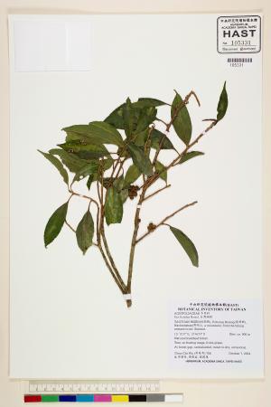<a href="https://brmas.openmuseum.tw/muse/digi_object/7580503fabc697b854bc0d65bc422a59" target="_blank">台灣糊樗／中央研究院生物多樣性研究博物館植物標本館 (HAST)</a>