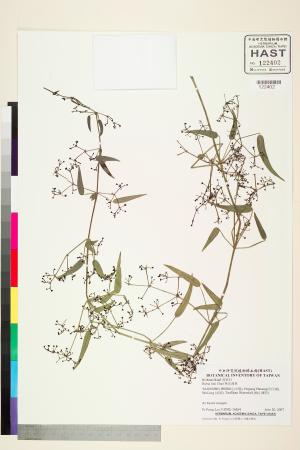<a href="https://brmas.openmuseum.tw/muse/digi_object/7587be69dadac0cb35640c50df456067" target="_blank">林氏茜草／中央研究院生物多樣性研究博物館植物標本館 (HAST)</a>