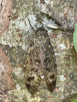 <a href="https://taieol.tw/muse/digi_object/0d66dd8fde5b243cdcc414392ffab841" target="_blank">臺灣騷蟬／By：chonhang／iNaturalist</a>