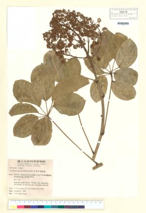 <a href="https://brmas.openmuseum.tw/muse/digi_object/758da2df6fdfa7b6d4a5dac1e544e2dd" target="_blank">鵝掌藤／中央研究院生物多樣性研究博物館植物標本館 (HAST)</a>