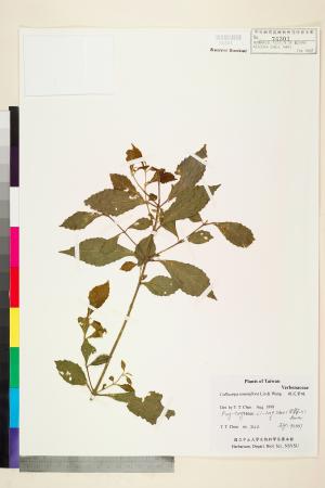 <a href="https://brmas.openmuseum.tw/muse/digi_object/7591ca733b749b1abfb5cb78e8fd3e7b" target="_blank">疏花紫珠／中央研究院生物多樣性研究博物館植物標本館 (HAST)</a>