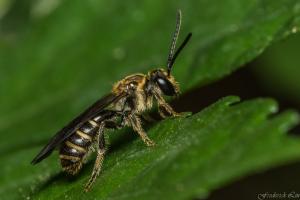 Megachilidae_001.jpg