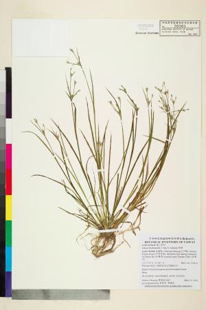 <a href="https://brmas.openmuseum.tw/muse/digi_object/75a29ee595a1dcd81ff9f4ec129501d2" target="_blank">錢蒲／中央研究院生物多樣性研究博物館植物標本館 (HAST)</a>