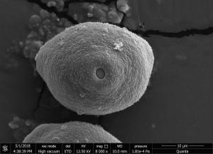 <a href="https://ntm-naturearchive.openmuseum.tw/muse/digi_object/b65c3b8e36cc8fe9a2762a0757b3acda" target="_blank">木麻黃／國立臺灣博物館</a>
