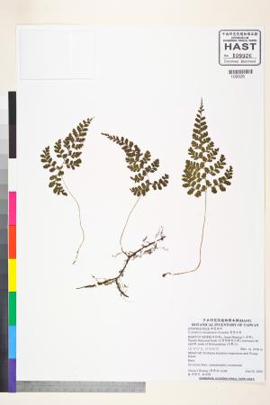 <a href="https://brmas.openmuseum.tw/muse/digi_object/75ba12ecdb2e3137395d159e1e5201f5" target="_blank">寬葉冷蕨／中央研究院生物多樣性研究博物館植物標本館 (HAST)</a>