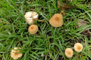 Marasmius oreades(硬柄小皮傘)