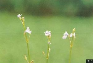 <a href="https://taieol.tw/muse/digi_object/93d9854fec4687f3a233aa00305cf3a9" target="_blank">虻眼草／By：楊遠波／臺灣維管束植物簡誌</a>
