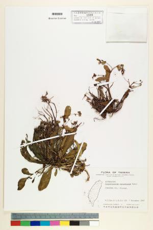 <a href="https://brmas.openmuseum.tw/muse/digi_object/76092c486e0066677c8493fc95e17128" target="_blank">台灣假黃鵪菜／中央研究院生物多樣性研究博物館植物標本館 (HAST)</a>