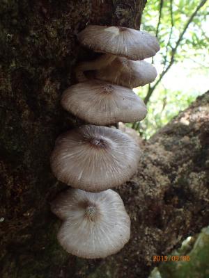 Pluteus atricapillus(暗灰光柄菇)