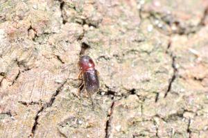 Ambrosiophilus metanepotulus (Eggers, 1939) 六粒滑胸小蠹