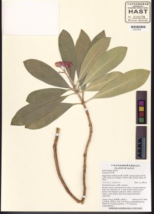 <a href="https://brmas.openmuseum.tw/muse/digi_object/763ad6c327d44f149a5e5257fcdb582f" target="_blank">茵芋屬／中央研究院生物多樣性研究博物館植物標本館 (HAST)</a>