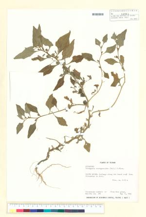 <a href="https://brmas.openmuseum.tw/muse/digi_object/763cc65029acac2653a99e586983ed40" target="_blank">番杏／中央研究院生物多樣性研究博物館植物標本館 (HAST)</a>