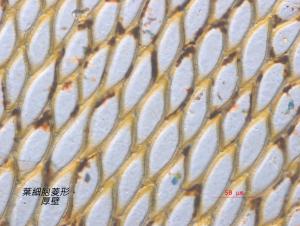 <a href="https://taieol.tw/muse/digi_object/bcc2f8607b922ae05e9b8c63294127e3" target="_blank">柔葉毛柄苔／By：姚奎宇／太魯閣國家公園管理處</a>