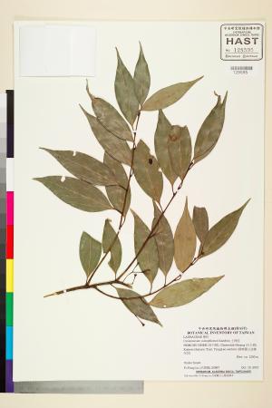 <a href="https://brmas.openmuseum.tw/muse/digi_object/769f77e4c07677b9bc1b7d10e37ed2de" target="_blank">土肉桂／中央研究院生物多樣性研究博物館植物標本館 (HAST)</a>