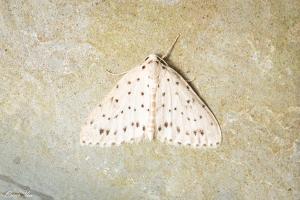 <a href="https://taieol.tw/muse/digi_object/17660a0ab330a184cb0f6badc17bf4cd" target="_blank">Naxidia punctata／By：oscaryin／iNaturalist</a>