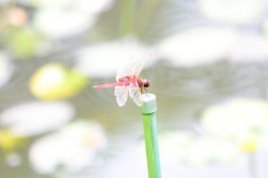 <a href="https://taieol.tw/muse/digi_object/28b83ba87c3ad0baf46335dbe1f20bf3" target="_blank">褐基蜻蜓／By：aru／iNaturalist</a>