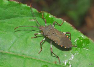 Plinachtus bicoloripes Scott, 1874鈍肩普緣椿