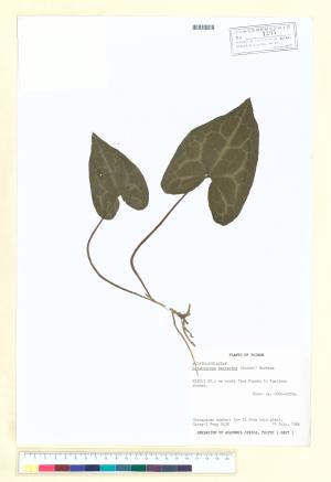 <a href="https://brmas.openmuseum.tw/muse/digi_object/76d226c139d4f1f948fcacc438de6dc2" target="_blank">大花細辛／中央研究院生物多樣性研究博物館植物標本館 (HAST)</a>