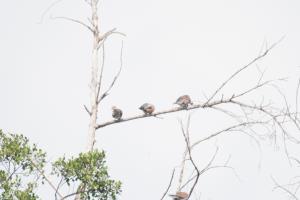 <a href="https://taieol.tw/muse/digi_object/4235d43d20db54bff7a269e246055b67" target="_blank">紅鳩／By：oscaryin／iNaturalist</a>