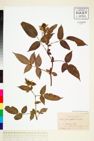 <a href="https://brmas.openmuseum.tw/muse/digi_object/770fcf20183217acaff1726f877e7fb0" target="_blank">梣葉懸鉤子／中央研究院生物多樣性研究博物館植物標本館 (HAST)</a>