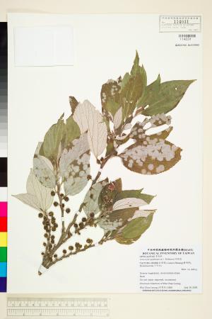 <a href="https://brmas.openmuseum.tw/muse/digi_object/772c947c6f288b6982f856f29d39771f" target="_blank">四脈麻／中央研究院生物多樣性研究博物館植物標本館 (HAST)</a>