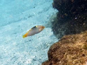 <a href="https://taieol.tw/muse/digi_object/db64e8a3e23c914dc3463234898197a9" target="_blank">雲斑海豬魚／By：langzi／iNaturalist</a>