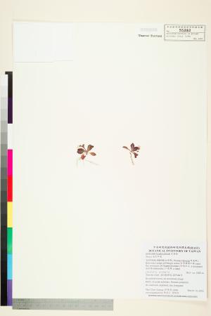 <a href="https://brmas.openmuseum.tw/muse/digi_object/774737d705ff86dbc0aa29d938aa1c9e" target="_blank">通泉草屬／中央研究院生物多樣性研究博物館植物標本館 (HAST)</a>