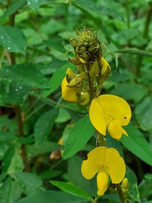 <a href="https://taieol.tw/muse/digi_object/a6869fae1468f4316962a141efaad849" target="_blank">黃豬屎豆／By：naturalist5923／iNaturalist</a>